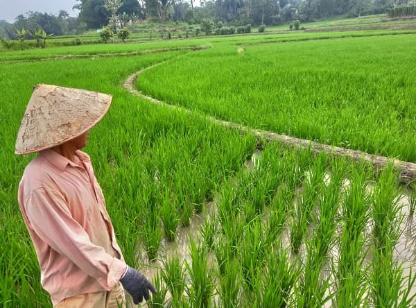 ketahanan_pangan_dunia_dalam_ancaman_imf_bersama_bank_dunia_wfp_dan_wto_serius_lakukan_langkah_ini