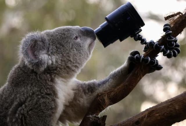 koala_mungkin_akan_punah_di_new_south_wales_australia_pada_tahun_2050