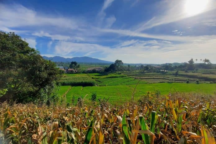 konversi_lahan_sawah_jadi_darat_kian_marak_tanaman_padi_makin_terancam