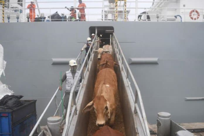 kran_impor_sapi_australia_dibuka_pengamat_tidak_akan_berdampak_ke_harga