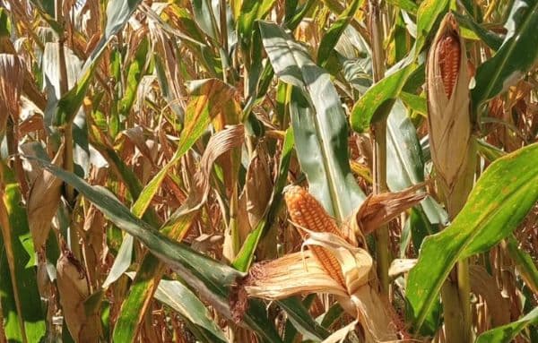 krisis_harga_jagung_distan_simalungun_segera_cek_lapangan