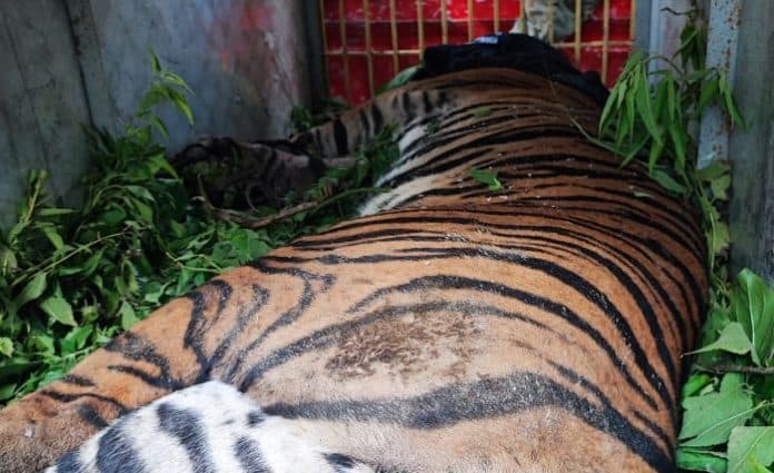 kronologi_kematian_tongah_harimau_sumatera_usai_terkena_jeratan_babi_di_simalungun