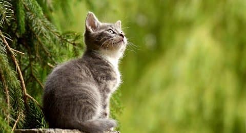 kucing_dan_musang_hewan_paling_rawan_tertular_corona