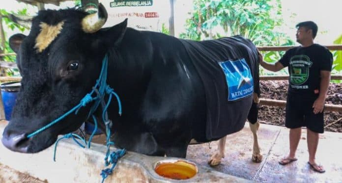 kurban_idul_adha_1445_hijriah_presiden_ke_6_sby_beli_dua_ekor_sapi_1_ton_lebih_di_ponorogo