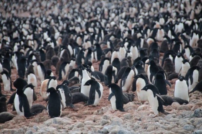 la_nina_mengancam_populasi_penguin_galapagos_pecahkan_rekor