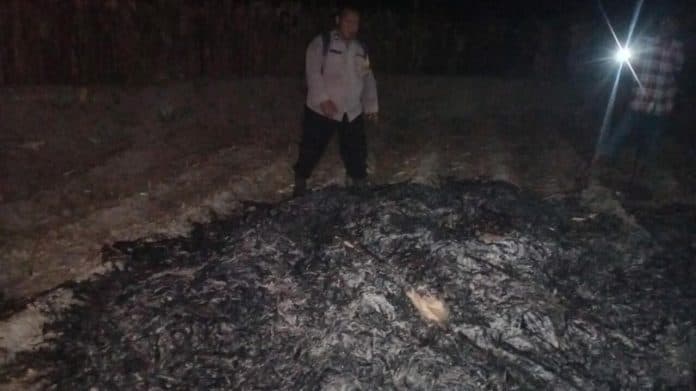 ladang_jagung_seluas_12_rante_di_simalungun_ludes_terbakar