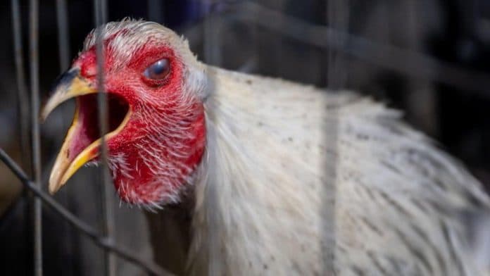 lagi_wanita_usia_53_tahun_di_china_positif_flu_burung