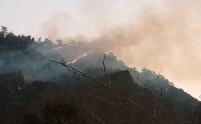 lahan_1574_hektar_di_hutan_lindung_coban_rondo_malang_terbakar