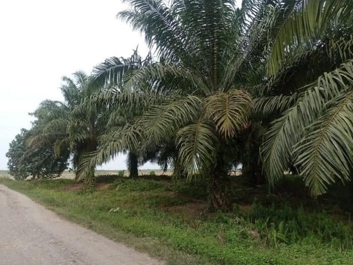 lahan_hgu_jadi_lokasi_galian_c_sevp_aset_ptpn1_regional_i_terima_kasih