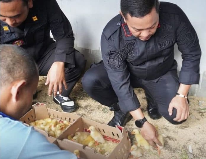 lapas_narkotika_langkat_budidaya_bebek_dukung_ketahanan_pangan_nasional