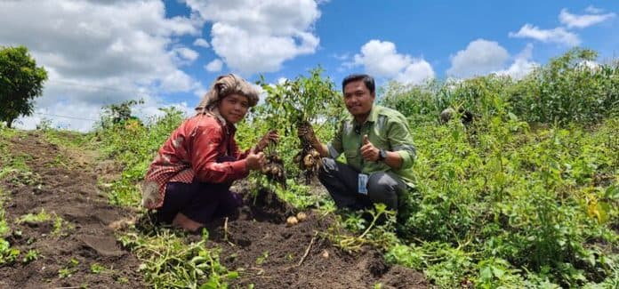 lewat_program_intercrop_kentang_tpl_petani_panen_hingga_65_ton