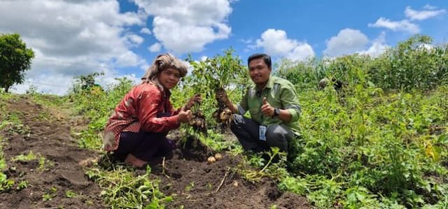 lewat_program_intercrop_kentang_tpl_petani_panen_hingga_65_ton