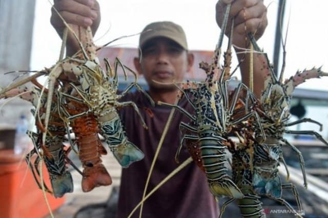 lobster_budidaya_dan_ekspor_benih_jadi_kontroversi