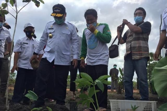 mahal_dan_menyehatkan_umbi_porang_dibudidayakan_petani