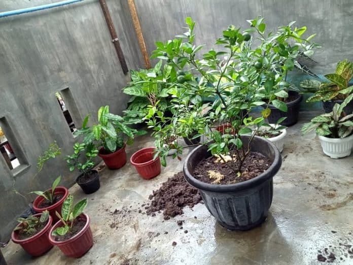 maling_kembang_di_binjai_barat_merajalela_warga_resah