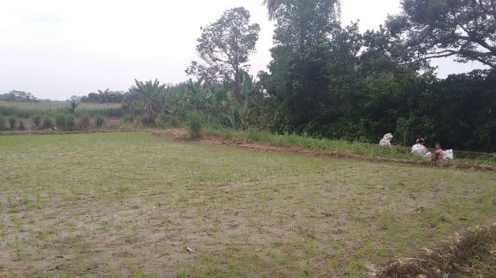 masuki_musim_tanam_petani_minta_distribusi_pupuk_subsidi_dipercepat