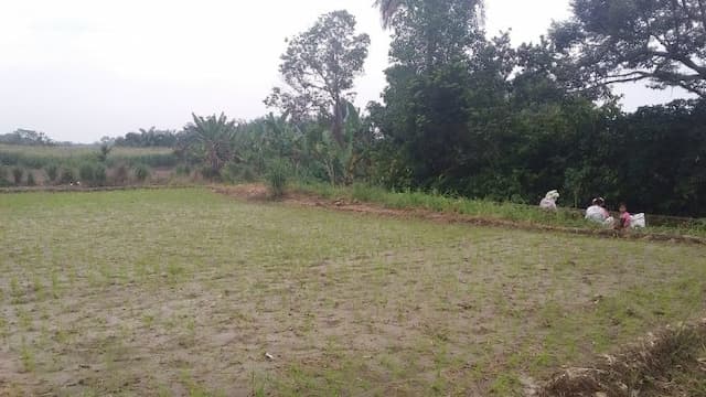 masuki_musim_tanam_petani_minta_distribusi_pupuk_subsidi_dipercepat
