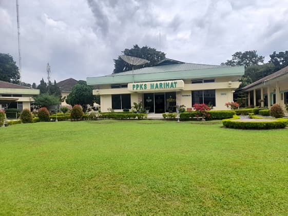 masyarakat_bebas_beli_bibit_sawit_produksi_ppks_marihat