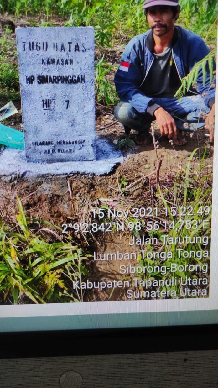 maya_situmorang_penebangan_kayu_pinus_di_dolok_imun_taput_sesuai_tapal_batas_kehutanan