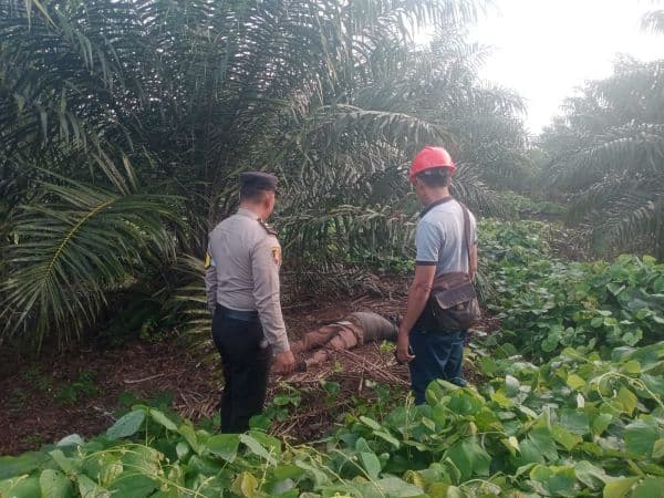 mayat_yang_ditemukan_di_kebun_sawit_lima_puluh_merupakan_warga_simalungun