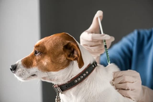 mencegah_rabies_hanya_dapat_dilakukan_dengan_memvaksin_hewan_peliharaan_secara_rutin