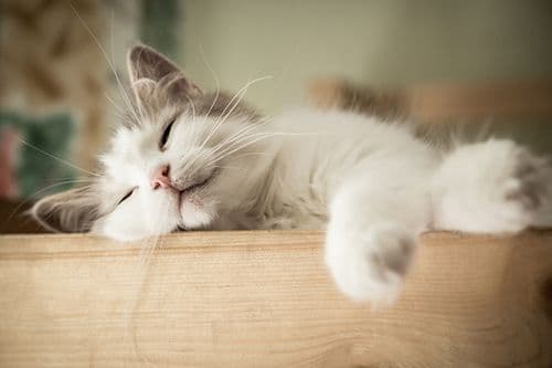 mengapa_kucing_lebih_sering_habiskan_waktu_untuk_tidur_ini_penjelasannya