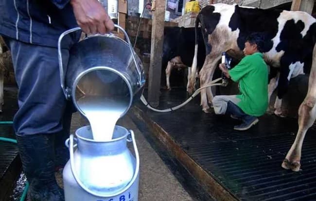 menkop_jelaskan_penyebab_peternak_sapi_perah_buang_susu_hasil_panen