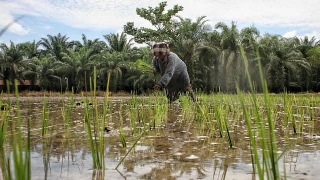 mentan_garap_23_juta_hektare_lahan_untuk_swasembada_pangan
