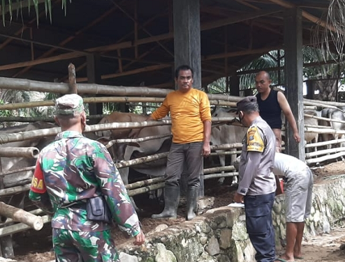 monitoring_terkait_pmk_polsek_padang_bolak_kunjungi_peternak