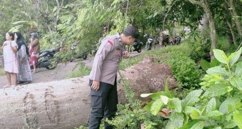 murid_sd_tewas_tertimpa_pohon_tumbang_di_dekat_sekolah