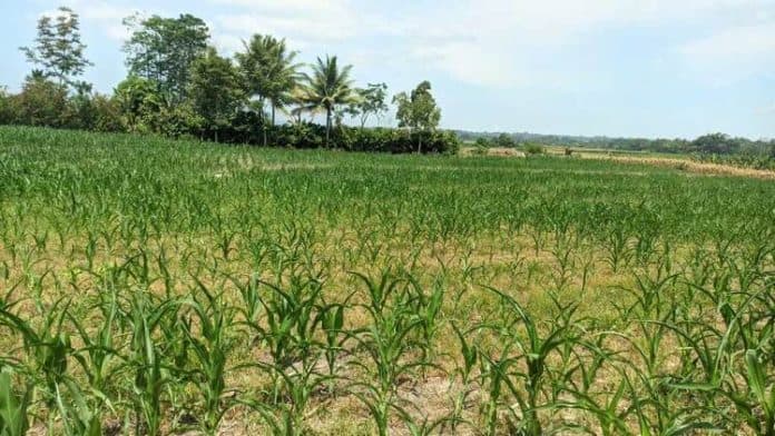 musim_kemarau_petani_jagung_disarankan_manfaatkan_sumur_bor_sebagai_irigasi_sprinkle
