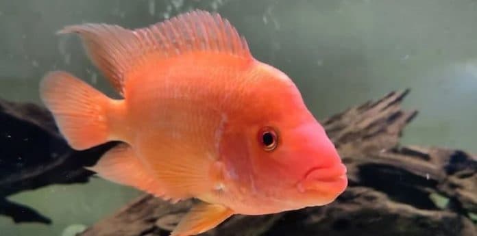 nelayan_minta_ikan_red_devil_di_danau_toba_segera_ditangani