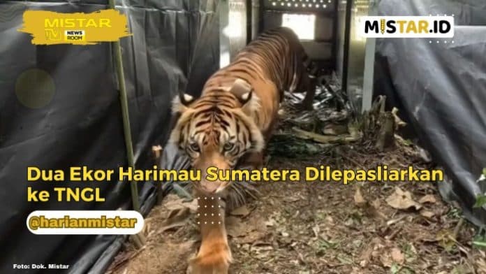 newsroom_dua_ekor_harimau_sumatera_dilepasliarkan_ke_tngl