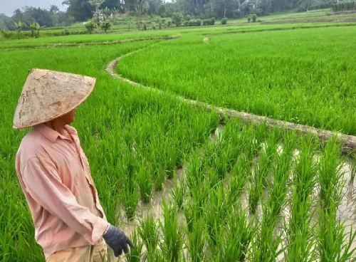 nilai_tukar_petani_di_desember_2022_naik_015_persen