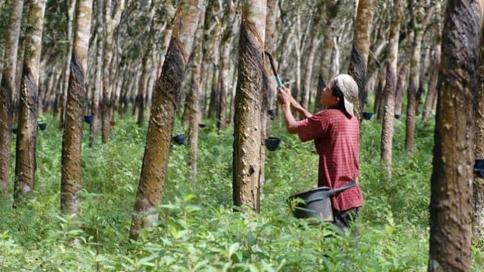 ntup_sumut_naik_097_persen_sektor_perkebunan_tertinggi