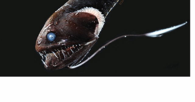 nyaris_punah_ikan_ultra_hitam_dengan_warna_tubuh_terselubung