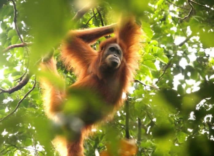 orang_utan_terluka_akibat_kena_jerat_di_aceh_selatan_dievakuasi