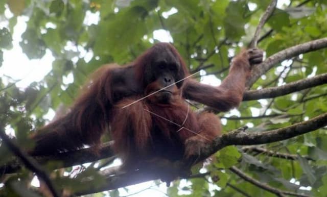 orangutan_sumatera_muncul_di_danau_lau_kawar_karo