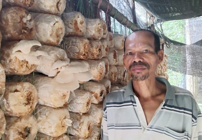 pak_barus_sukses_atasi_desakan_ekonomi_dengan_jamur_tiram_di_siantar