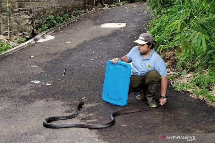pakar_lipi_jelaskan_penanganan_pertama_gigitan_ular