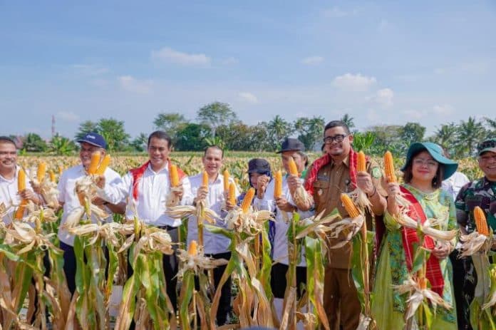 panen_8_ton_jagung_di_medan_mentan_harap_indonesia_bisa_stop_impor_jagung