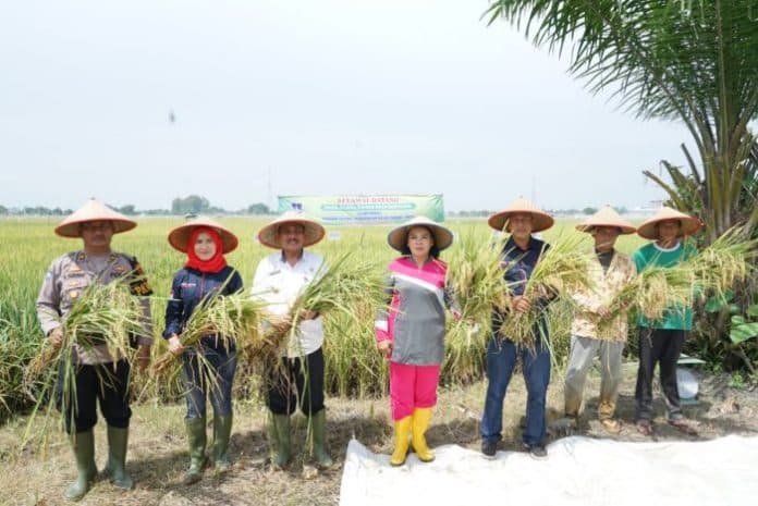 panen_padi_di_tebing_tinggi_pj_wali_kota_jaga_kestabilan_harga_dan_stok_pangan