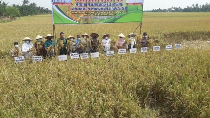 panen_raya_di_sergai_gubsu_terima_kasih_sudah_dukung_upaya_swasembada