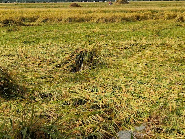 panen_raya_petani_padi_tiga_kecamatan_di_simalungun_mengeluh