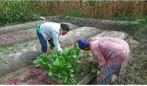 pangulu_diminta_tak_ragu_alokasikan_28_dd_untuk_ketahanan_pangan_dan_covid_19