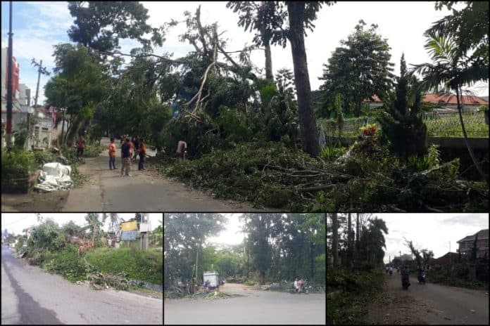 pasca_diterjang_puting_beliung_permintaan_penebangan_pohon_meningkat_di_siantar