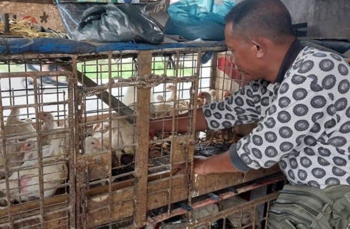 pasokan_berkurang_harga_ayam_di_deli_serdang_melonjak_tajam