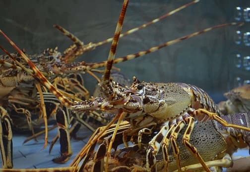 pemerintah_pertimbangkan_ekspor_benih_lobster