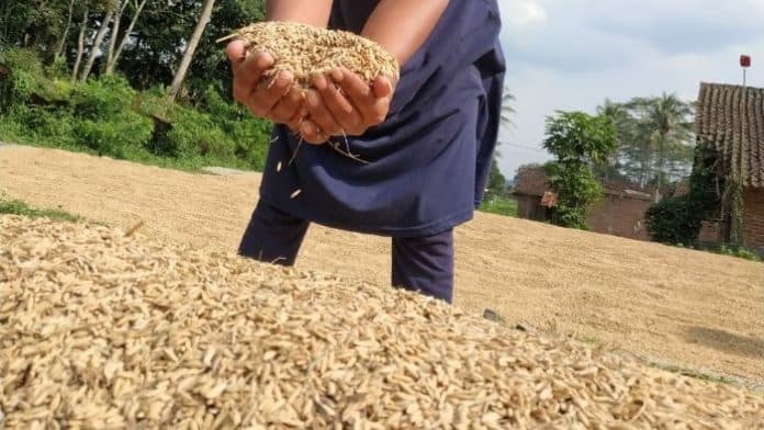pemerintah_sepakat_tarik_kewenangan_penyuluh_pertanian_ke_tingkat_pusat