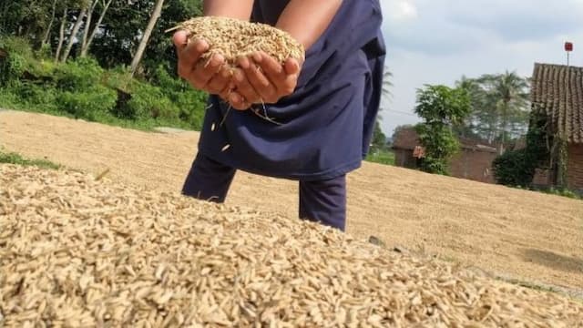 pemerintah_sepakat_tarik_kewenangan_penyuluh_pertanian_ke_tingkat_pusat